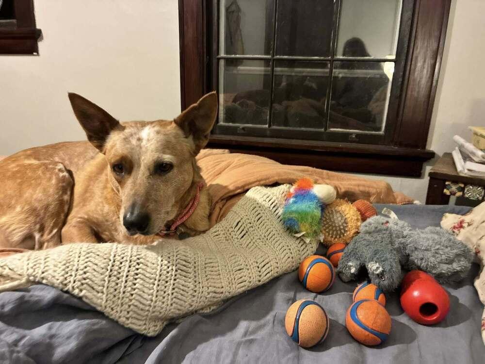 Enlarge Babs, a Adoptable Australian Cattle Dog / Blue Heeler in Mansfield, OH image 4/6