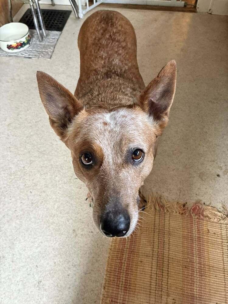 Enlarge Babs, a Adoptable Australian Cattle Dog / Blue Heeler in Mansfield, OH image 5/6