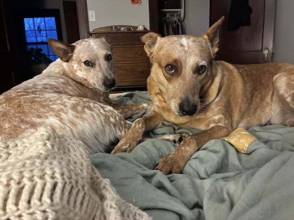 Enlarge Babs, a Adoptable Australian Cattle Dog / Blue Heeler in Mansfield, OH image 6/6