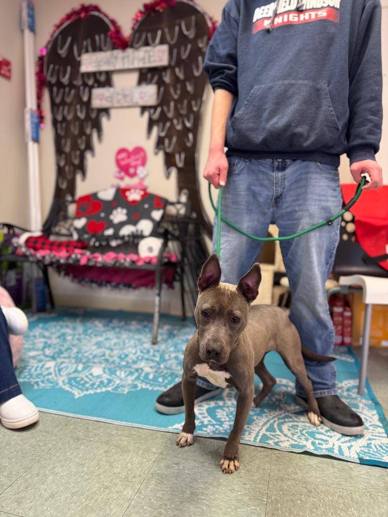 Enlarge Ventura, a Adoptable mixed breed in Albany, GA image 1/5