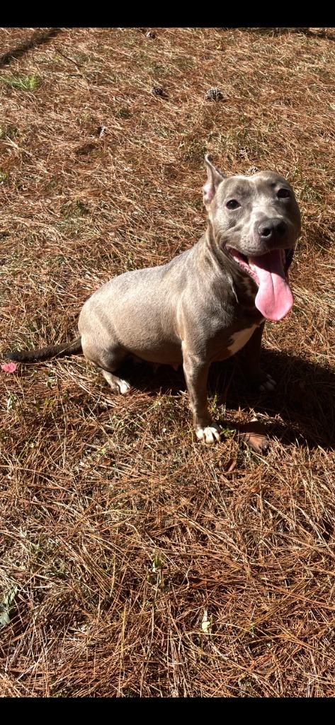 Enlarge Ventura, a Adoptable mixed breed in Albany, GA image 2/5