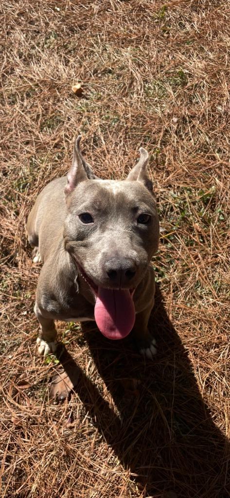 Enlarge Ventura, a Adoptable mixed breed in Albany, GA image 4/5