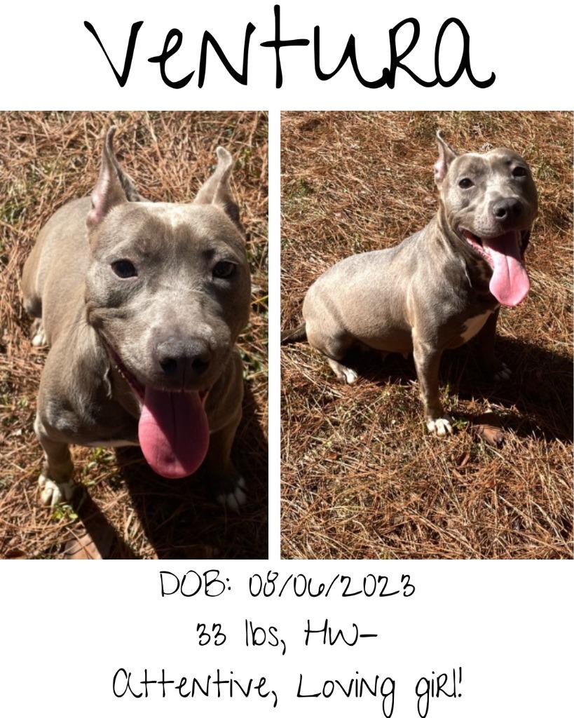 Enlarge Ventura, a Adoptable mixed breed in Albany, GA image 4/5