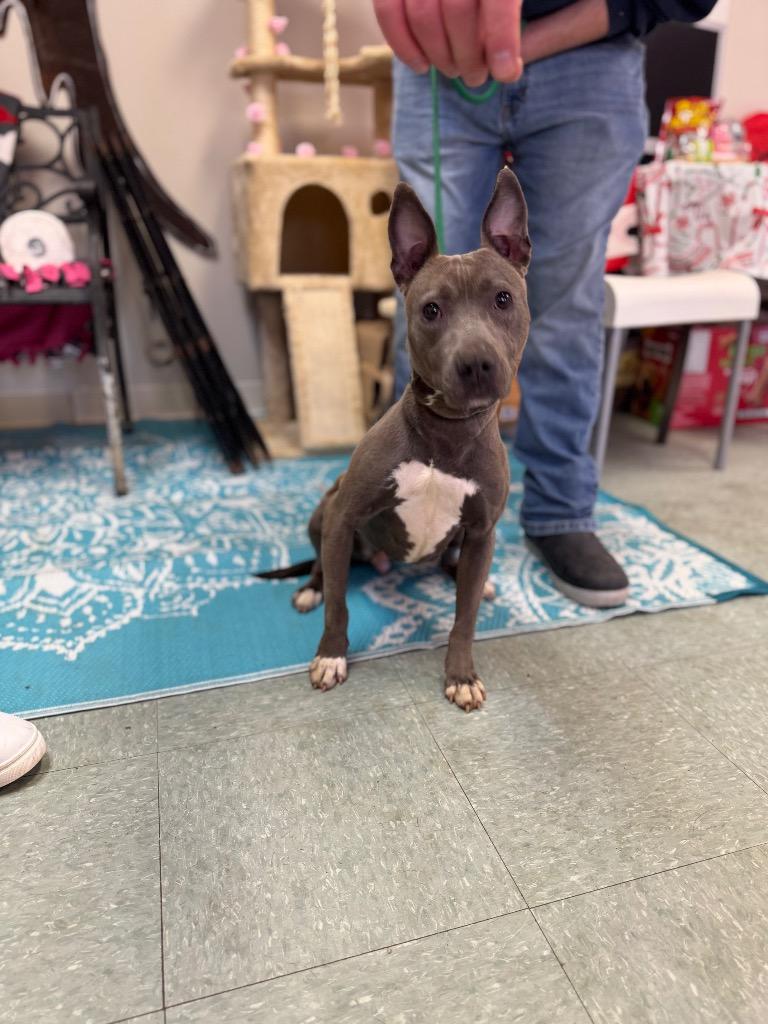 Enlarge Ventura, a Adoptable mixed breed in Albany, GA image 5/5