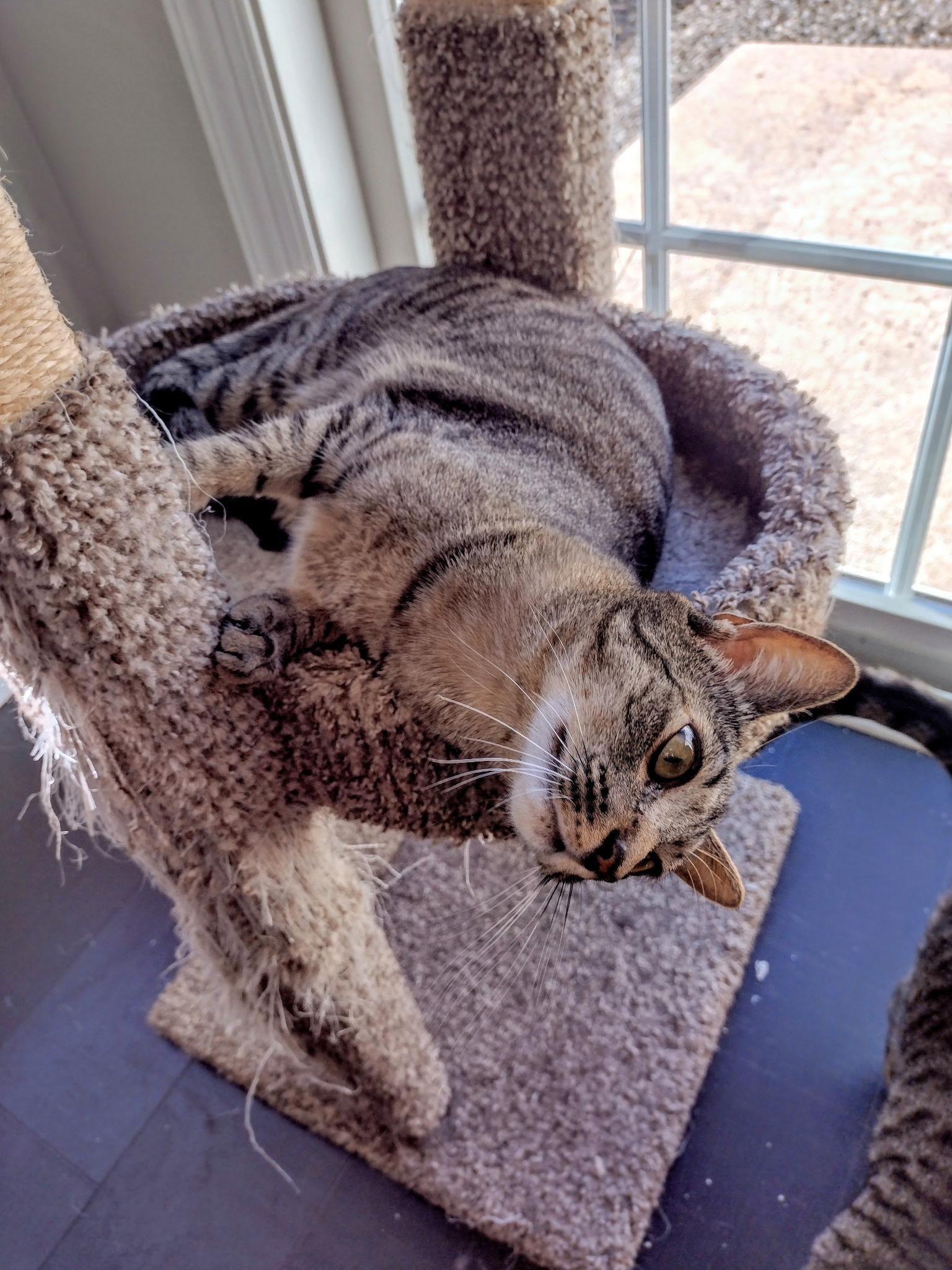 Enlarge Cheddar, an adoptable Domestic Short Hair in Bridgewater, NJ image 1/3