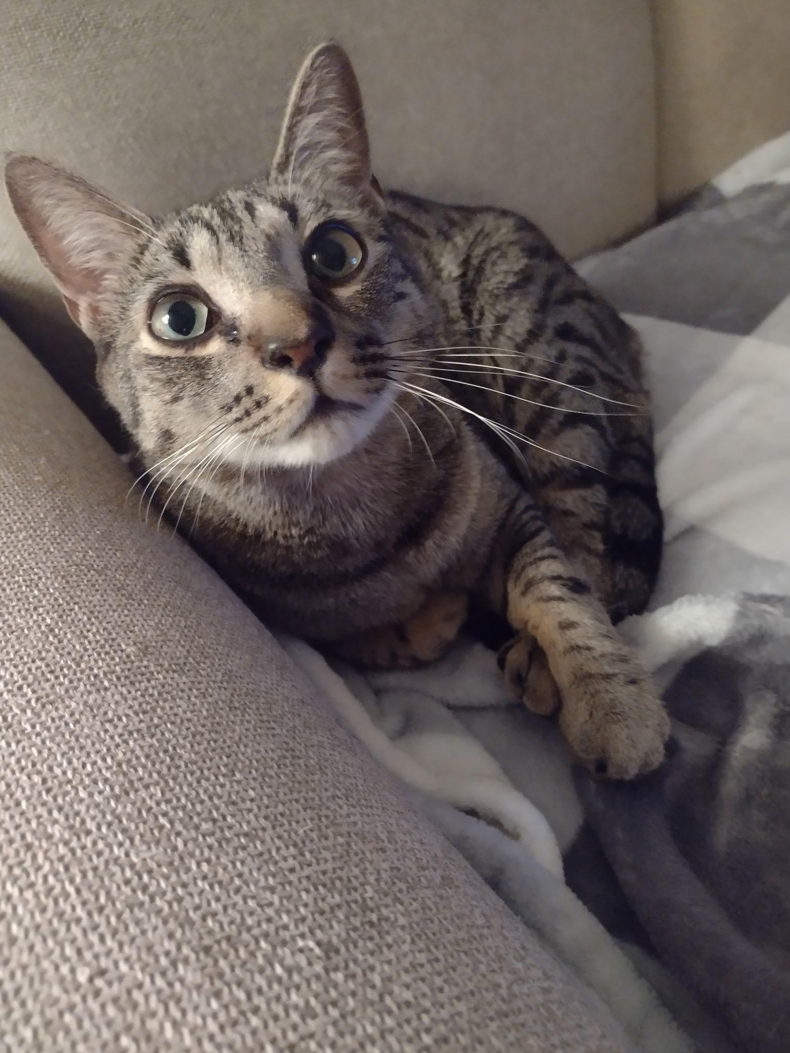 Enlarge Cheddar, an adoptable Domestic Short Hair in Bridgewater, NJ image 2/3