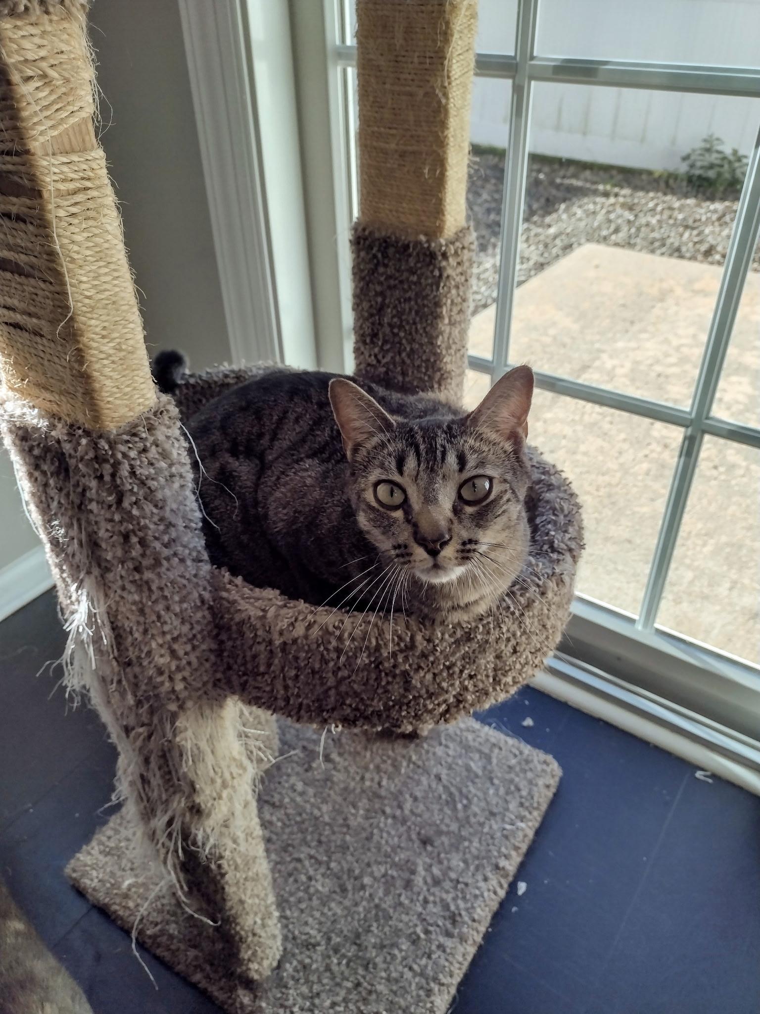 Enlarge Cheddar, an adoptable Domestic Short Hair in Bridgewater, NJ image 3/3