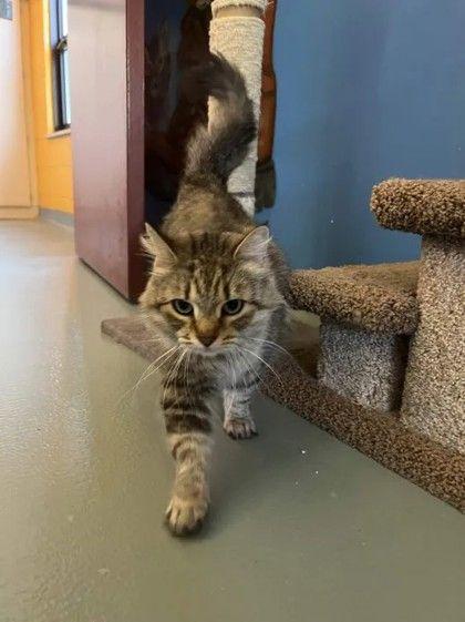 Clara, a ADOPTABLE Domestic Long Hair in Williamsport, PA image 2/3