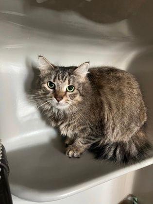 Clara, ADOPTABLE, Adult Female Domestic Long Hair.