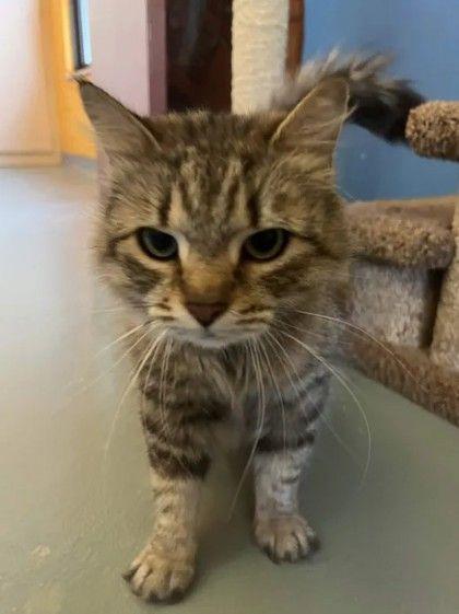 Clara, a ADOPTABLE Domestic Long Hair in Williamsport, PA image 3/3
