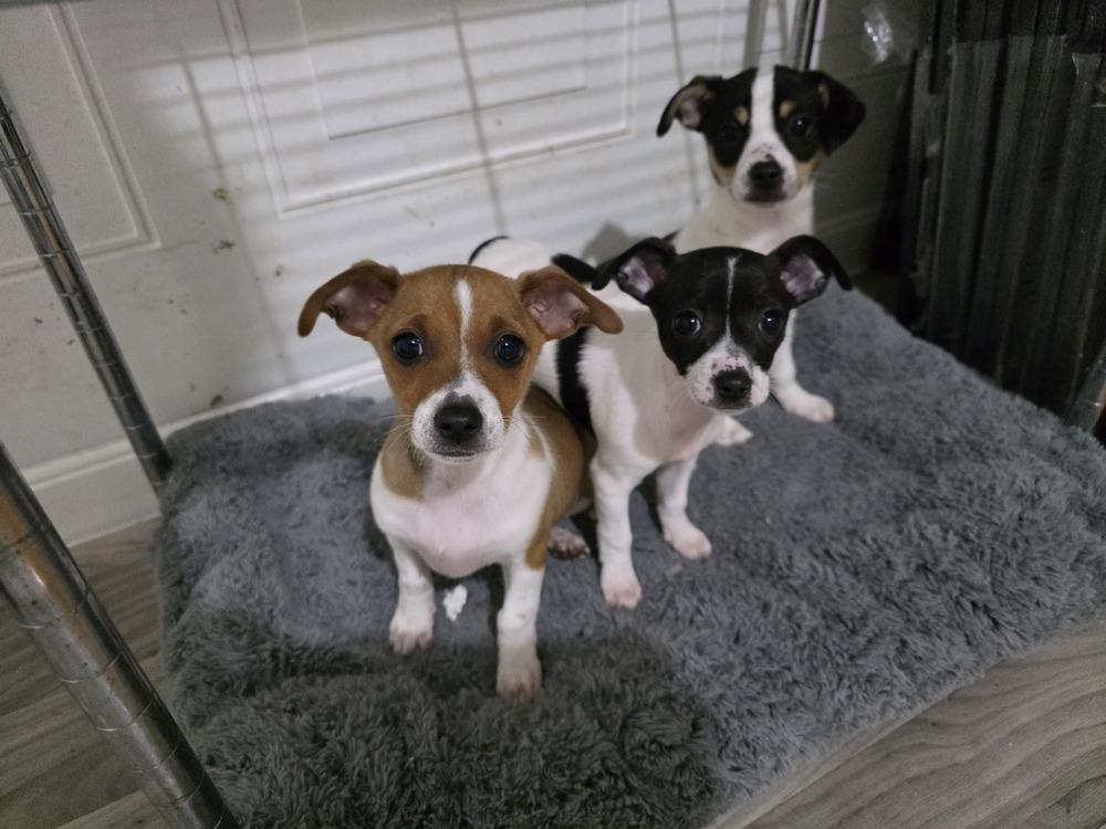 Enlarge Blk white, a Adoptable mixed breed in Windsor, CA image 1/6