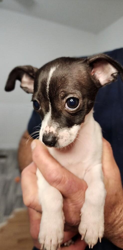 Blk white, Adoptable, Puppy Female Chihuahua.