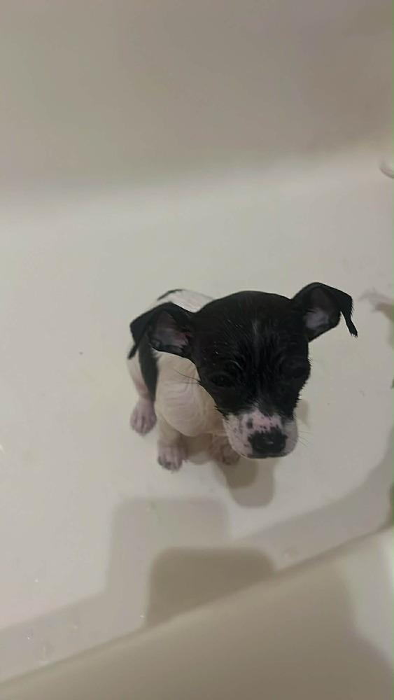 Enlarge Blk white, a Adoptable mixed breed in Windsor, CA image 5/6