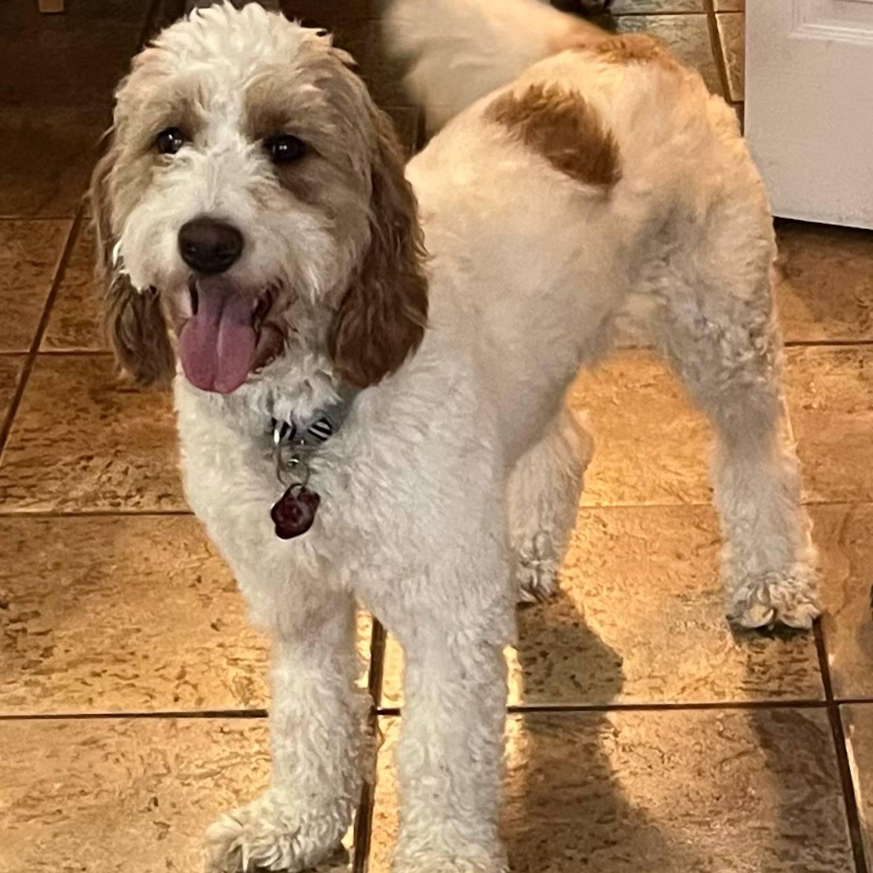 Reggie: 3yr male/neutered Golden/Mini poodle mix, an adoptable Goldendoodle, Miniature Poodle in ST JACOBS, ON, N0B 2N0 | Photo Image 1