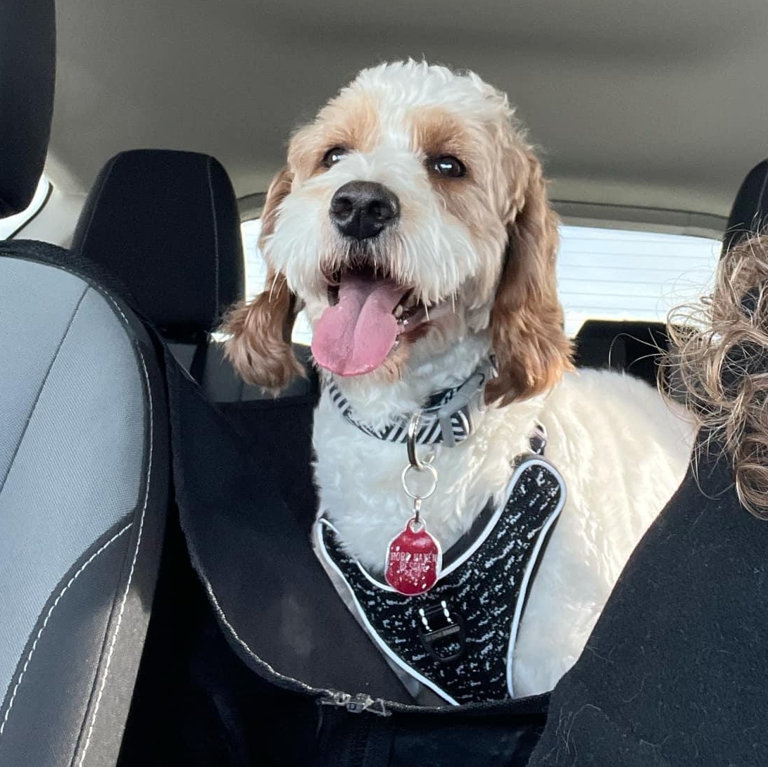Reggie: 3yr male/neutered Golden/Mini poodle mix, an adoptable Goldendoodle, Miniature Poodle in ST JACOBS, ON, N0B 2N0 | Photo Image 5