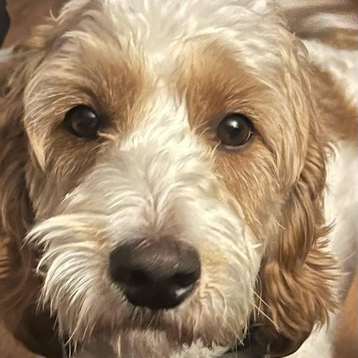 Reggie: 3yr male/neutered Golden/Mini poodle mix, an adoptable Goldendoodle, Miniature Poodle in ST JACOBS, ON, N0B 2N0 | Photo Image 2
