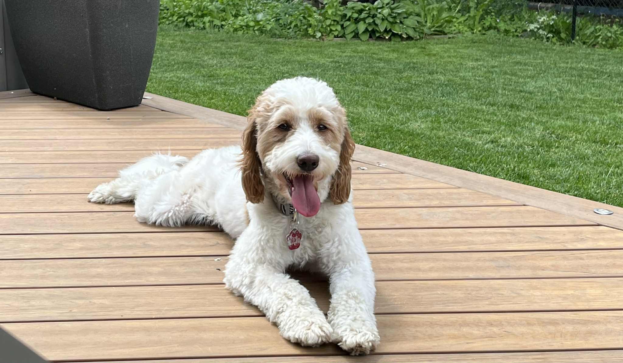 Reggie: 3yr male/neutered Golden/Mini poodle mix, an adoptable Goldendoodle, Miniature Poodle in ST JACOBS, ON, N0B 2N0 | Photo Image 3