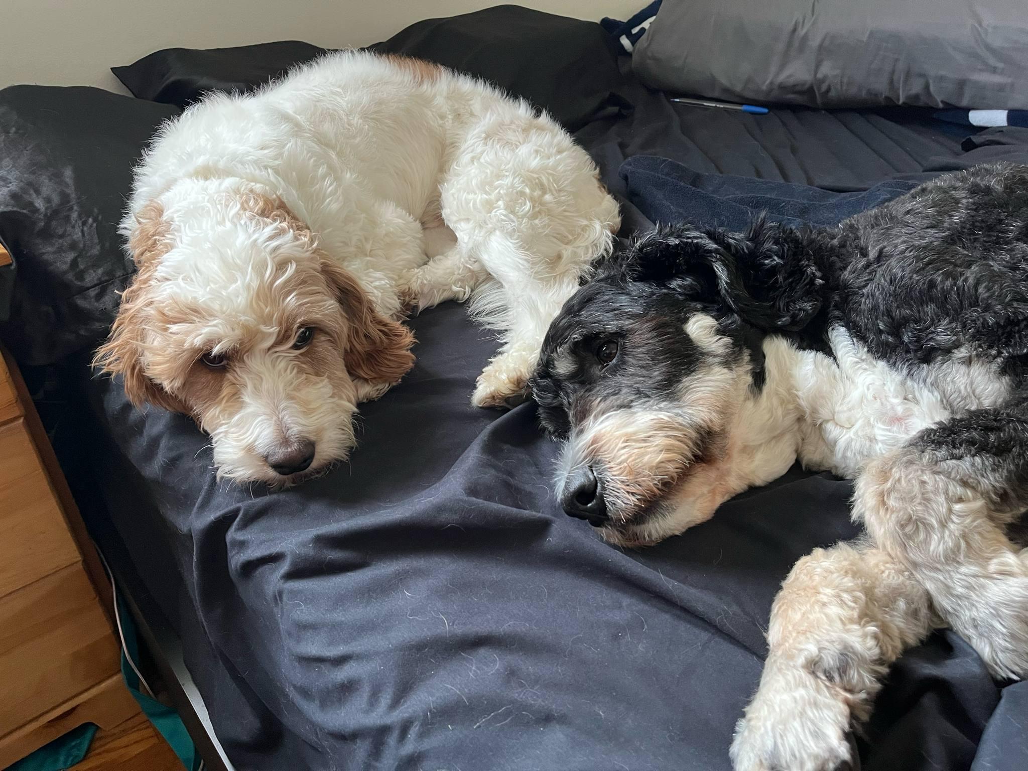 Reggie: 3yr male/neutered Golden/Mini poodle mix, an adoptable Goldendoodle, Miniature Poodle in ST JACOBS, ON, N0B 2N0 | Photo Image 6