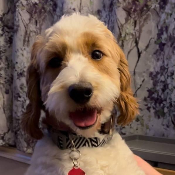 Reggie: 3yr male/neutered Golden/Mini poodle mix, an adoptable Goldendoodle, Miniature Poodle in ST JACOBS, ON, N0B 2N0 | Photo Image 4