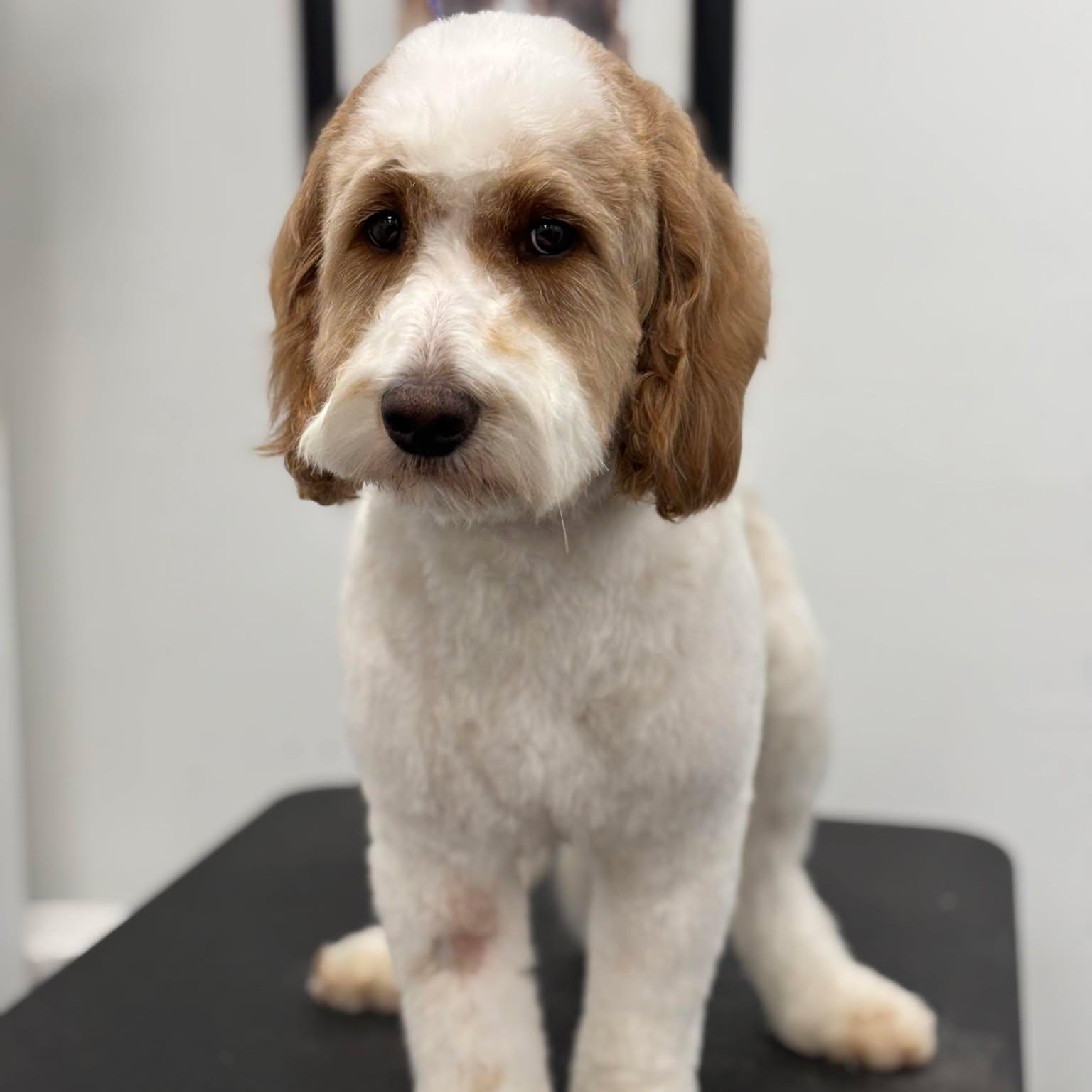 Reggie: 3yr male/neutered Golden/Mini poodle mix