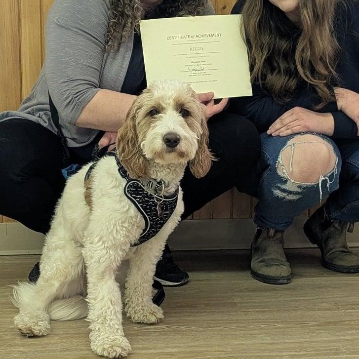 Reggie: 3yr male/neutered Golden/Mini poodle mix