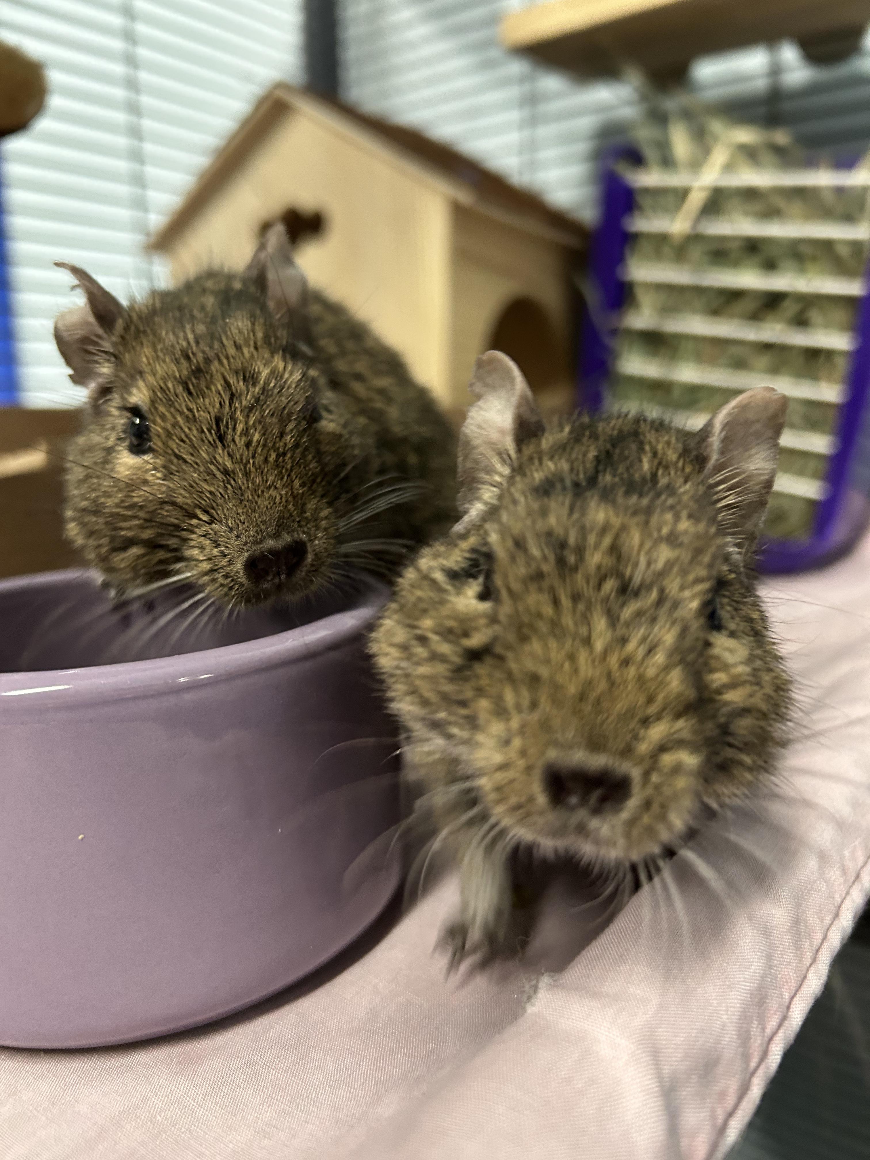 Dallas & AJ, a Adoptable Degu in Edgewood, MD image 1/6