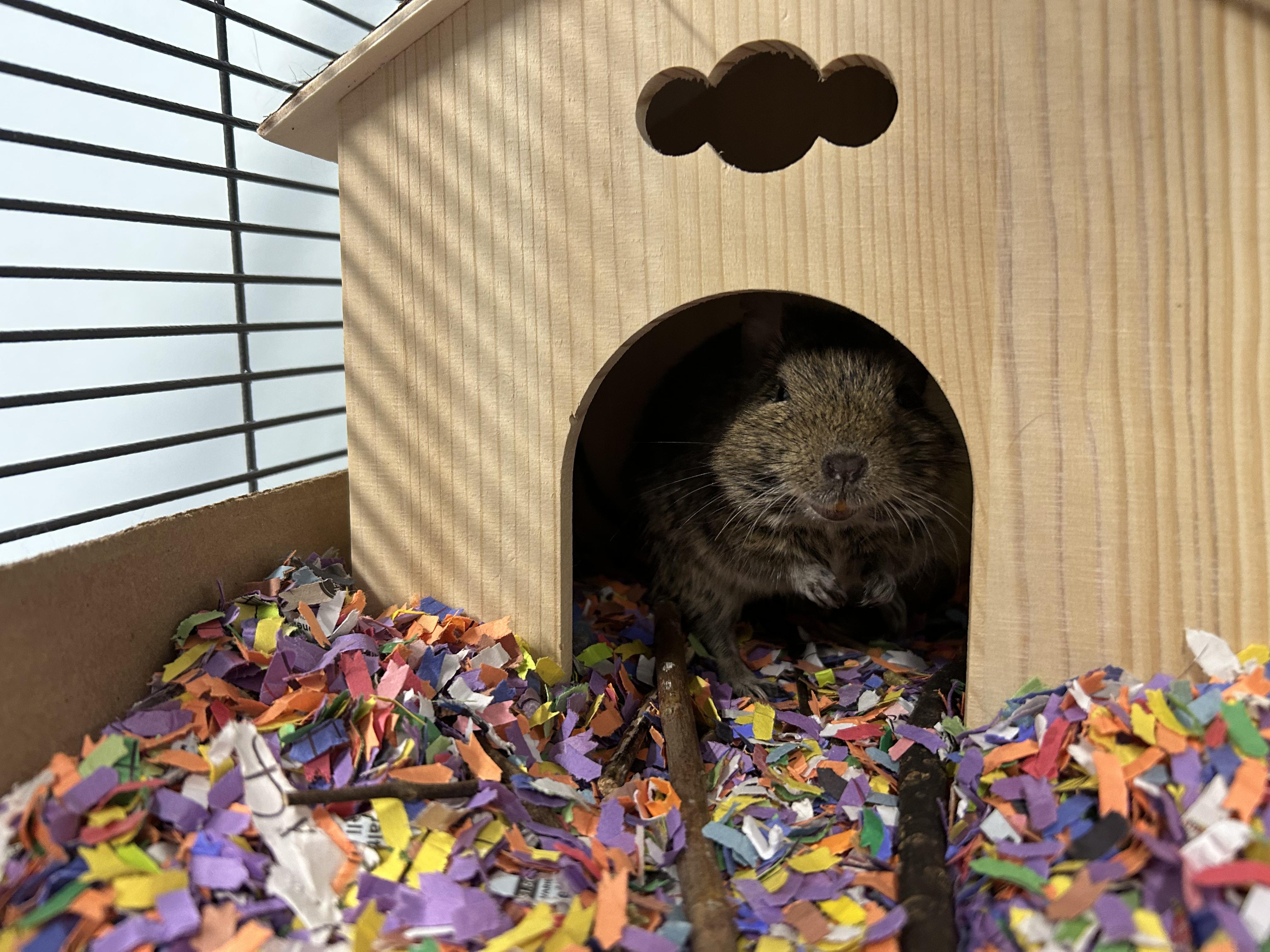 Dallas & AJ, a Adoptable Degu in Edgewood, MD image 6/6
