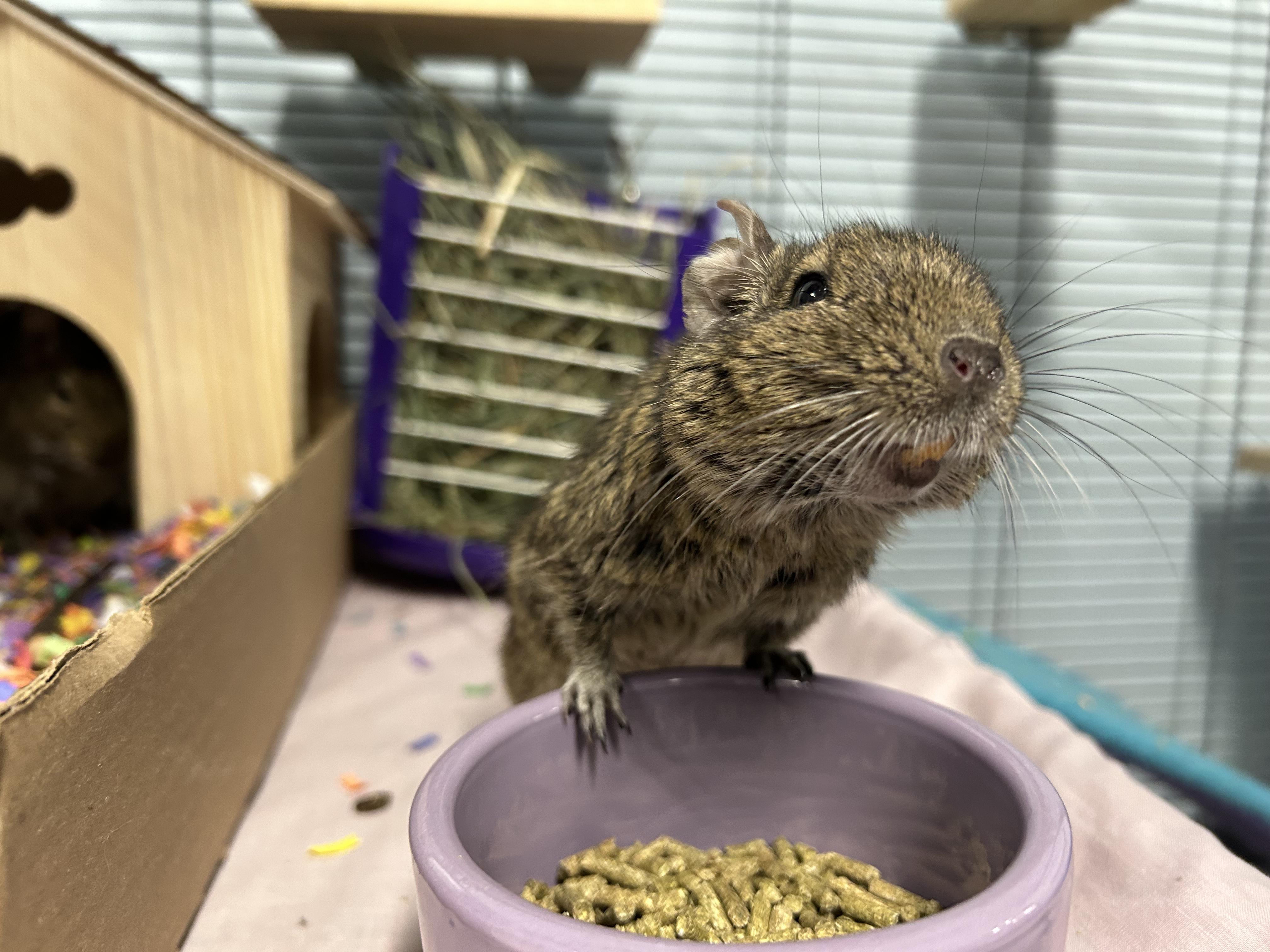 Dallas & AJ, a Adoptable Degu in Edgewood, MD image 2/6