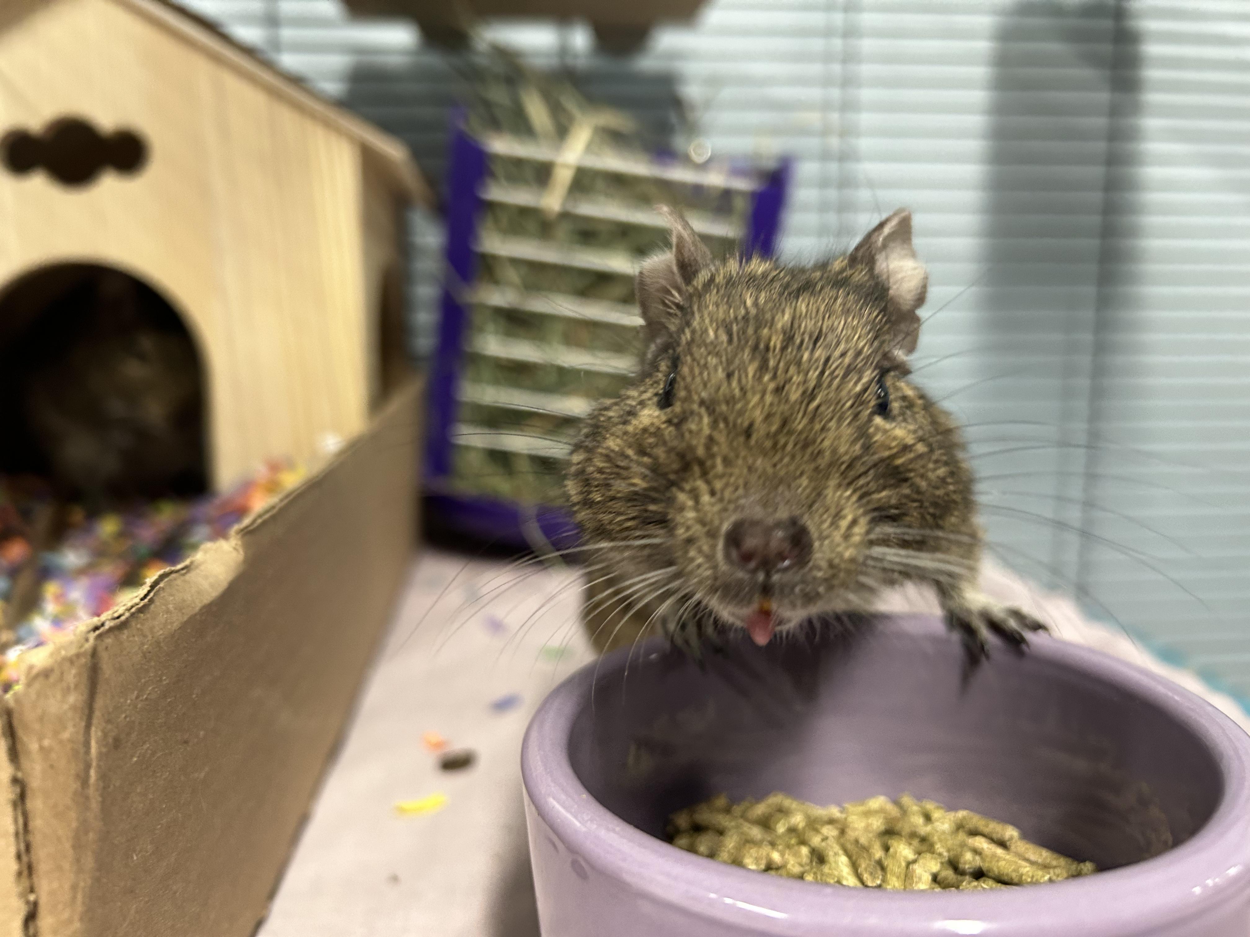Dallas & AJ, a Adoptable Degu in Edgewood, MD image 5/6