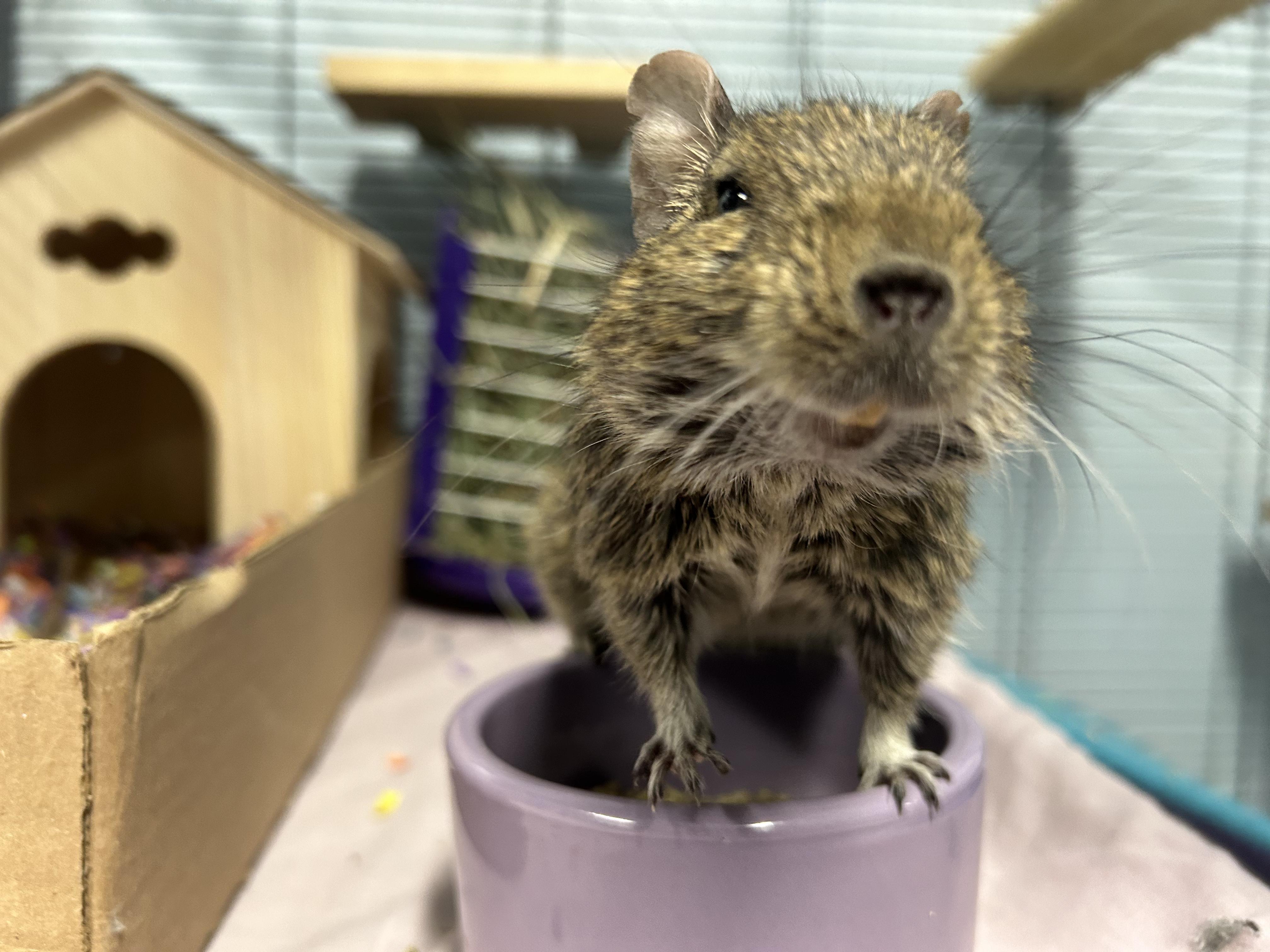 Dallas & AJ, a Adoptable Degu in Edgewood, MD image 4/6