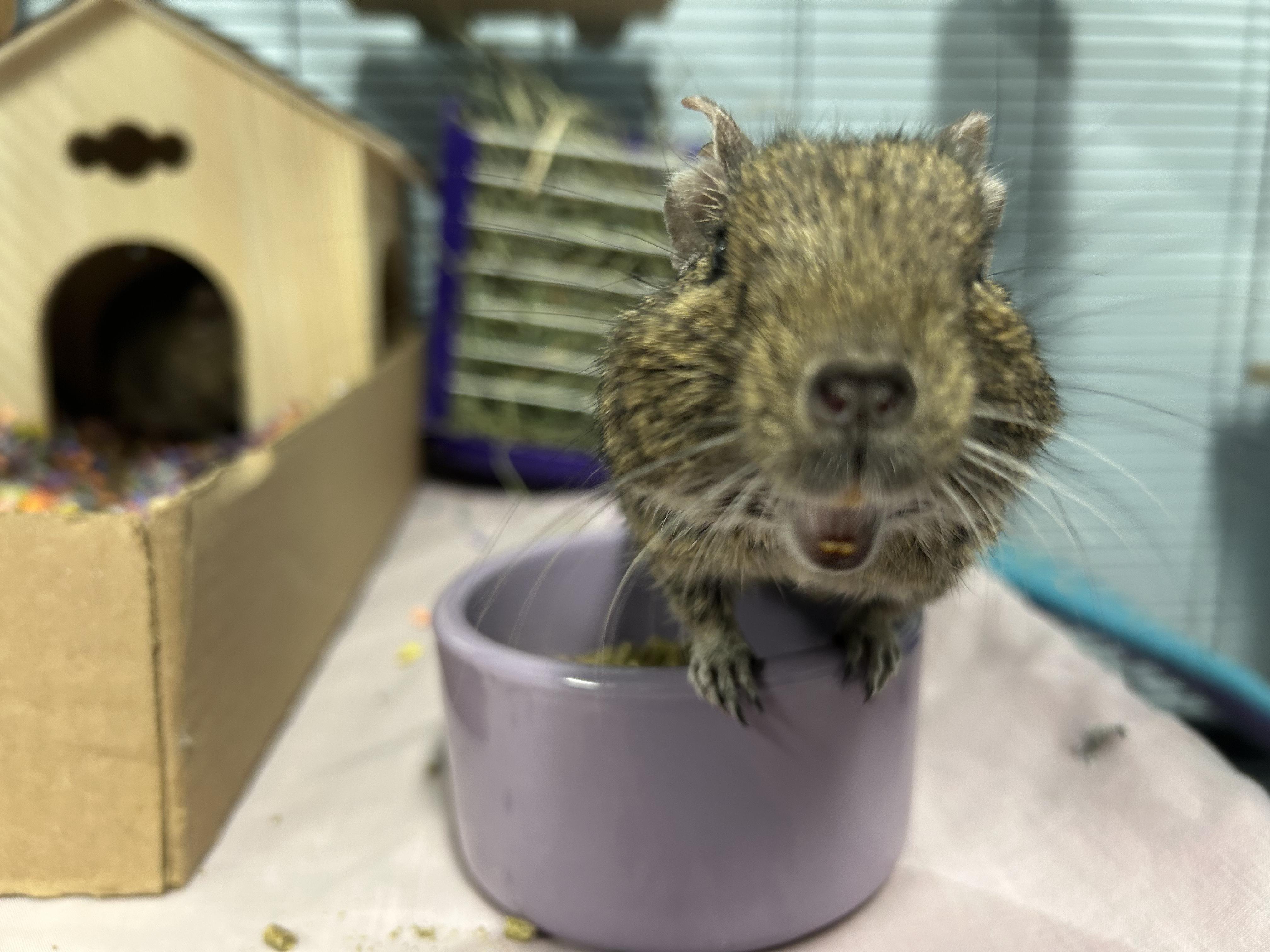 Dallas & AJ, a Adoptable Degu in Edgewood, MD image 3/6