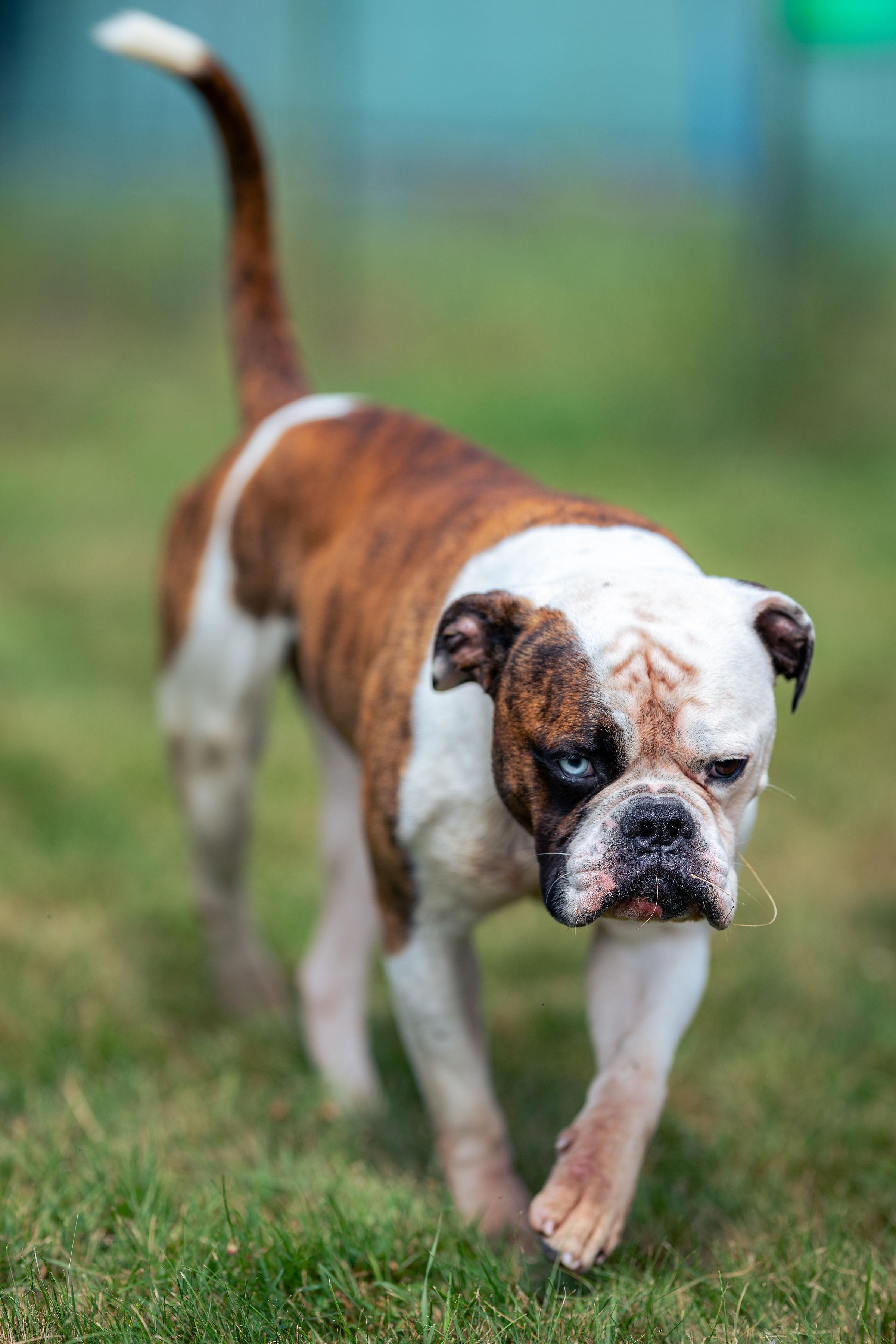 Bodie, a Adoptable mixed breed in Paris, ME image 2/5