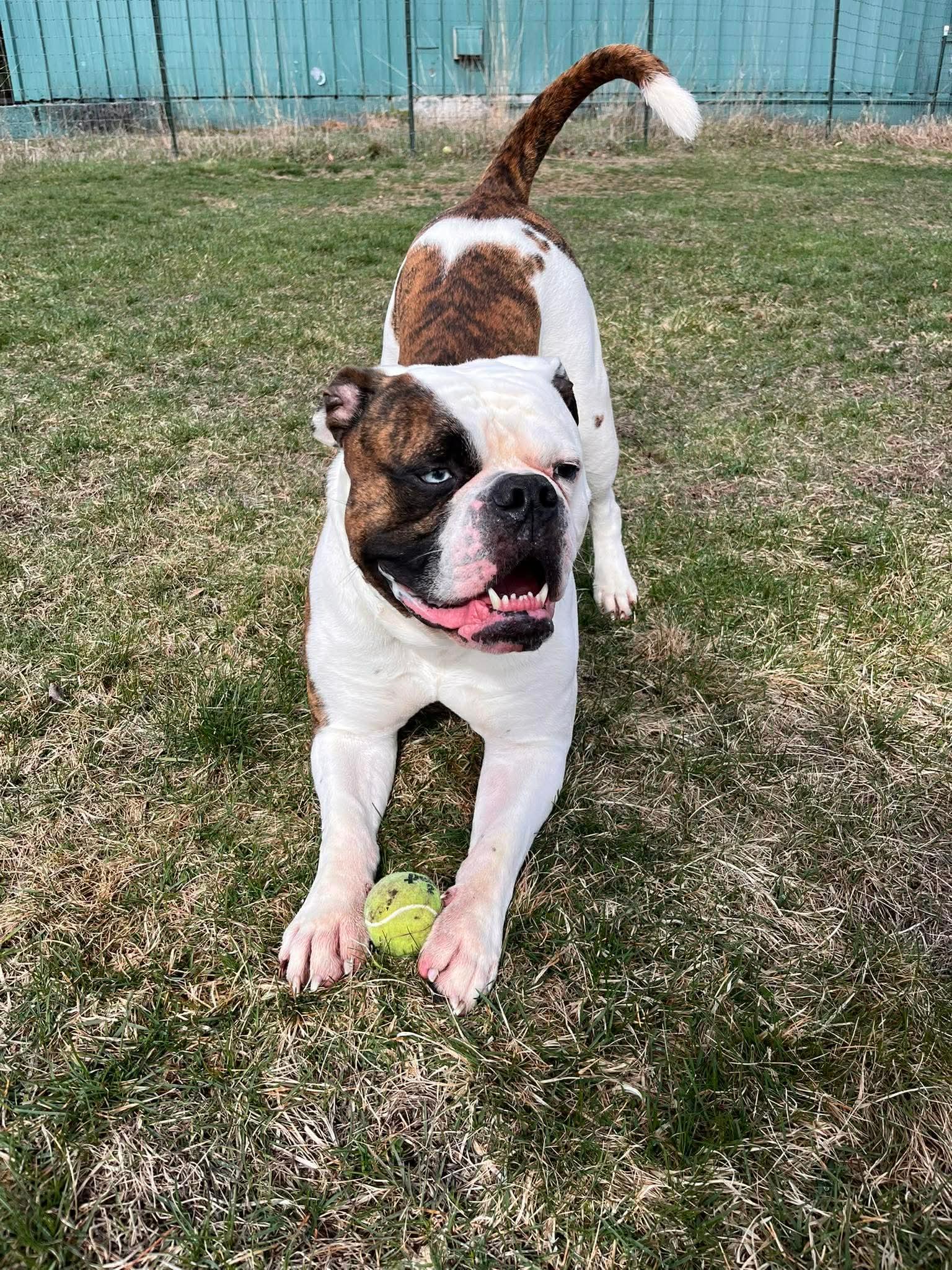 Bodie, a Adoptable mixed breed in Paris, ME image 2/3