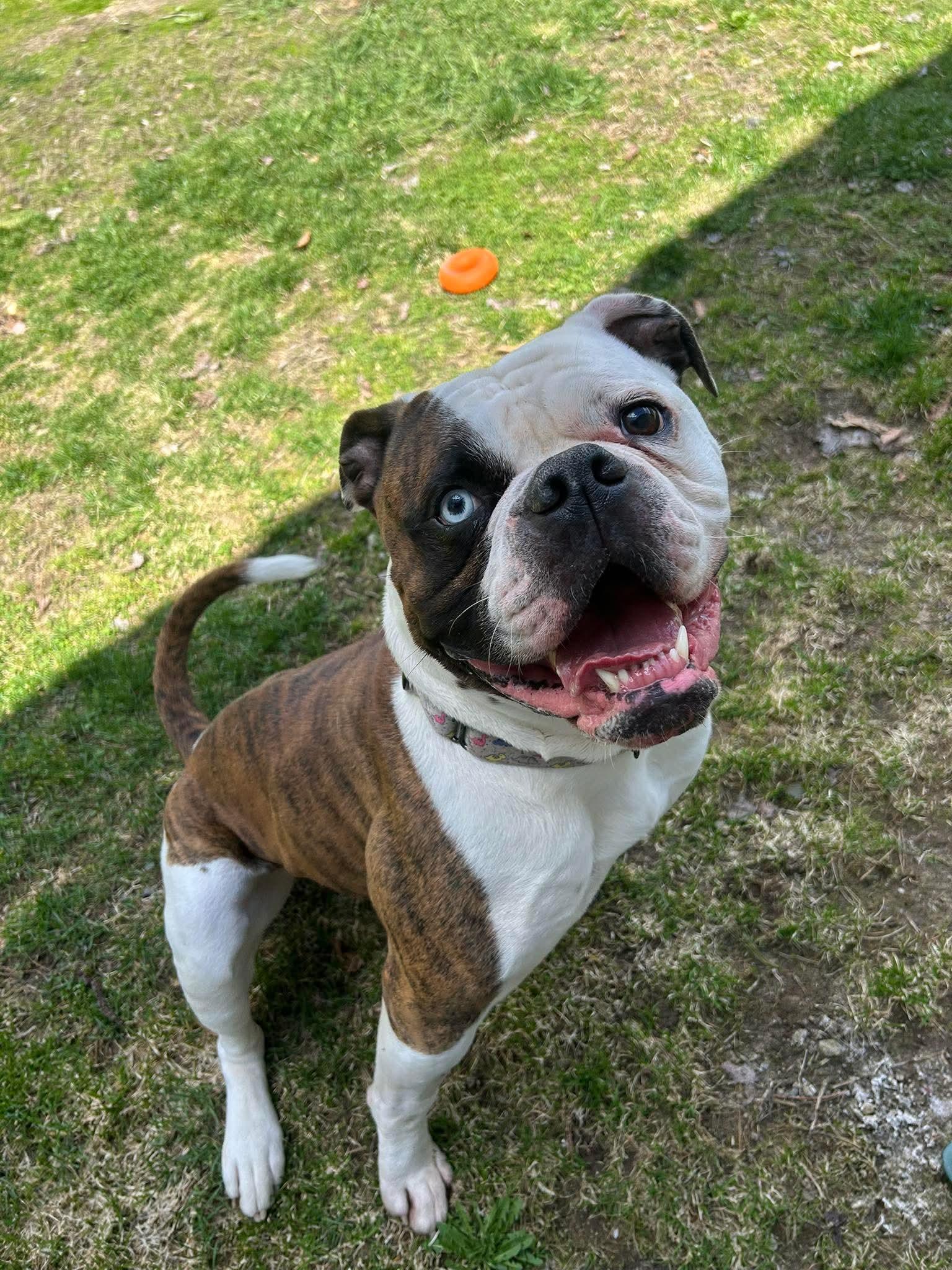 Bodie, Adoptable, Adult Male American Bulldog.
