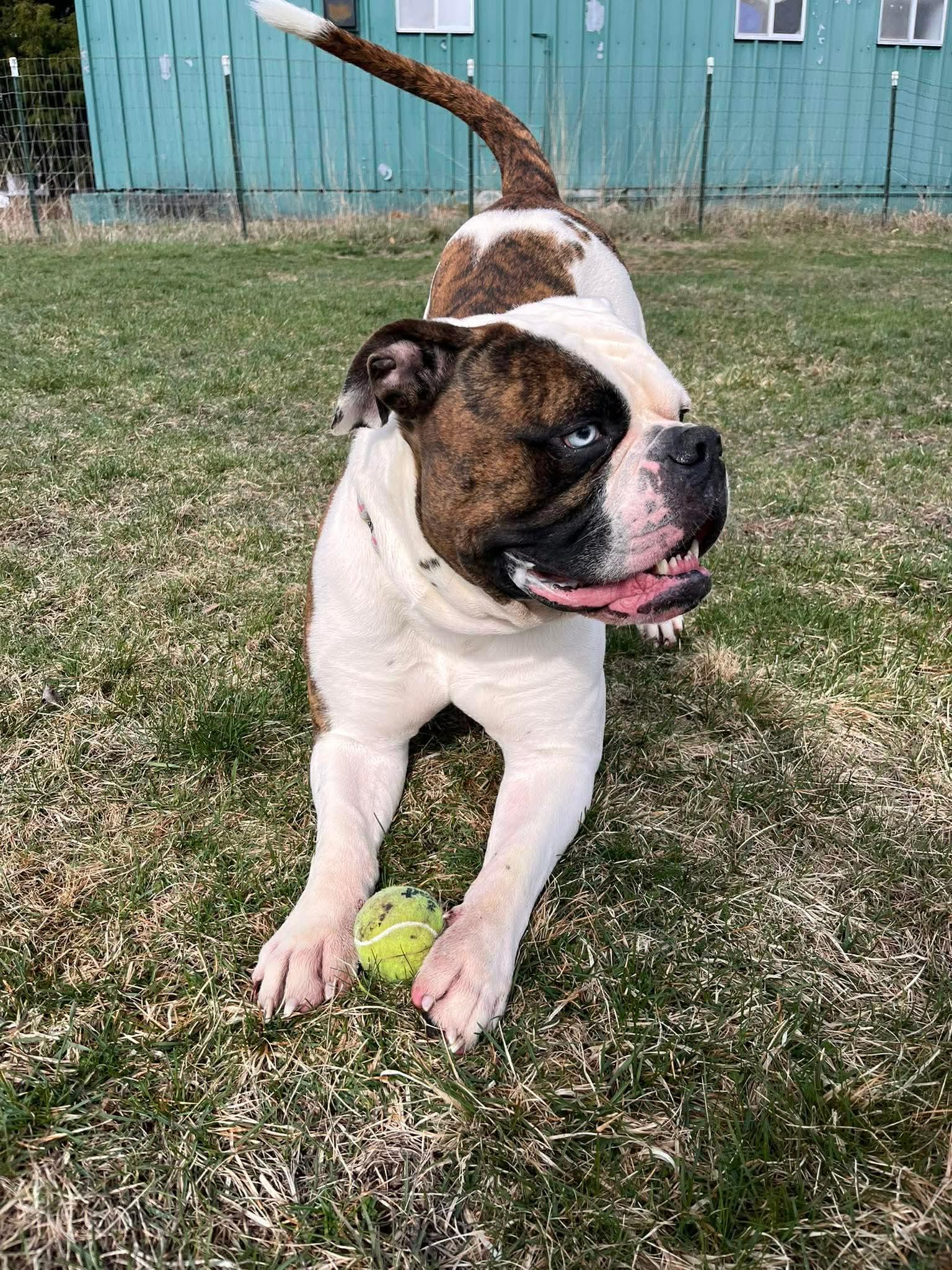 Bodie, a Adoptable mixed breed in Paris, ME image 3/3