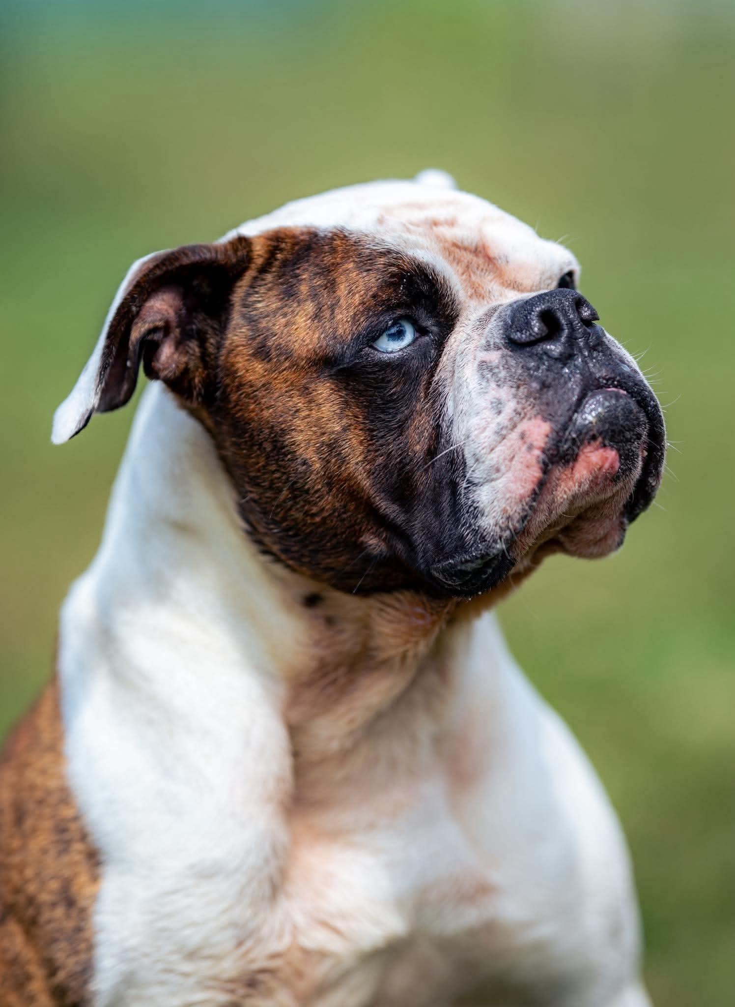 Bodie, Adoptable, Adult Male American Bulldog.