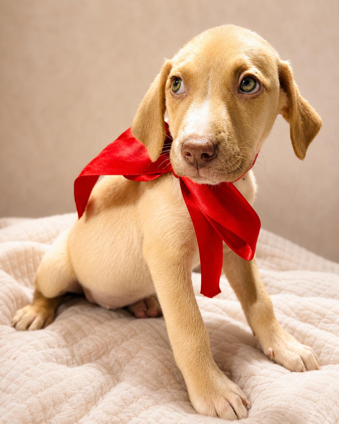BAILEY, an adopted mixed breed in Jacksonville, FL image 3/4