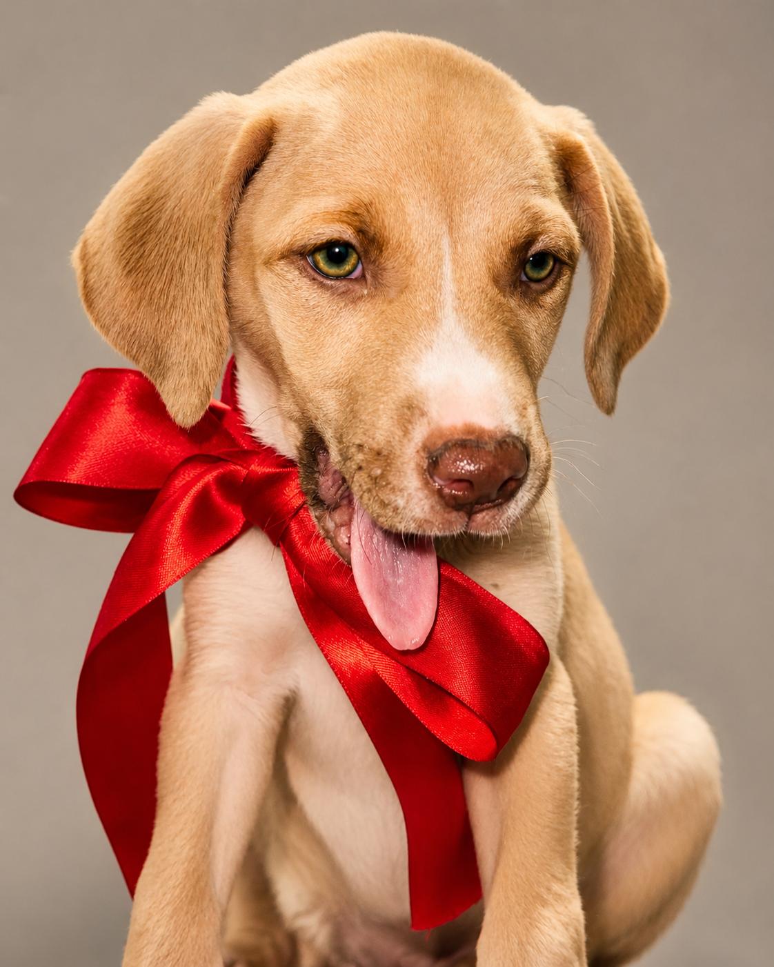 BAILEY, an adopted mixed breed in Jacksonville, FL image 2/4