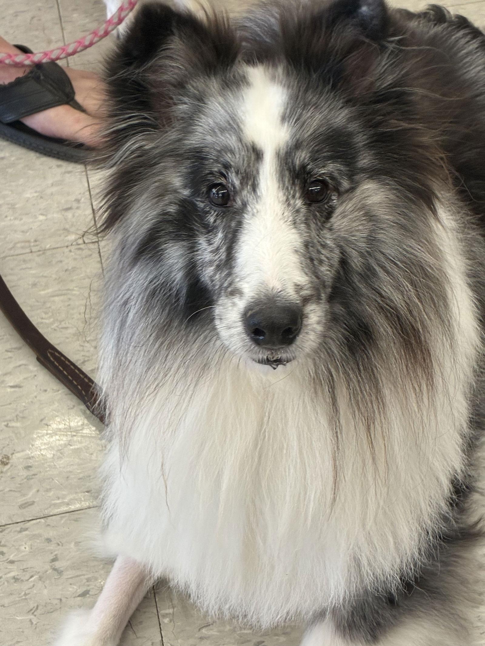 Enlarge Shadow, a Adopted Shetland Sheepdog / Sheltie in Mission, KS image 1/3