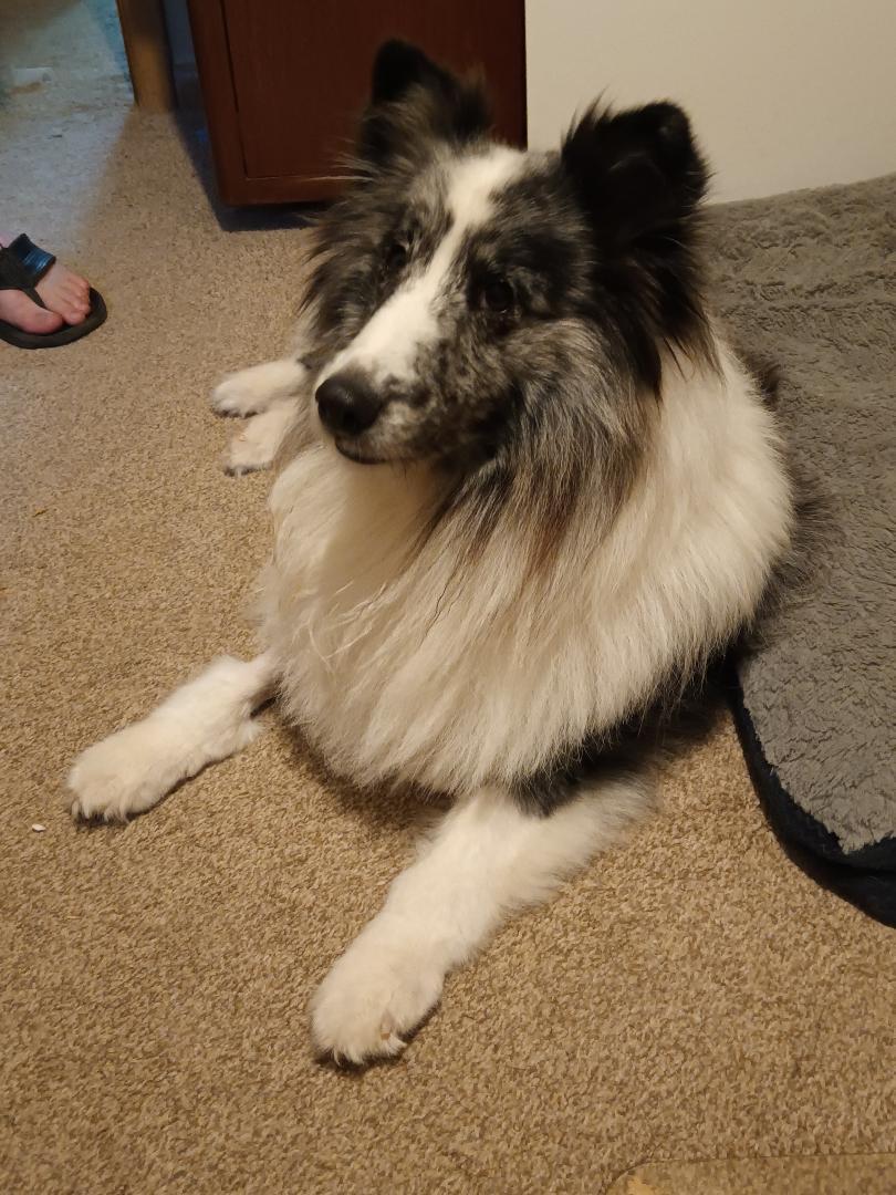 Enlarge Shadow, a Adopted Shetland Sheepdog / Sheltie in Mission, KS image 2/3