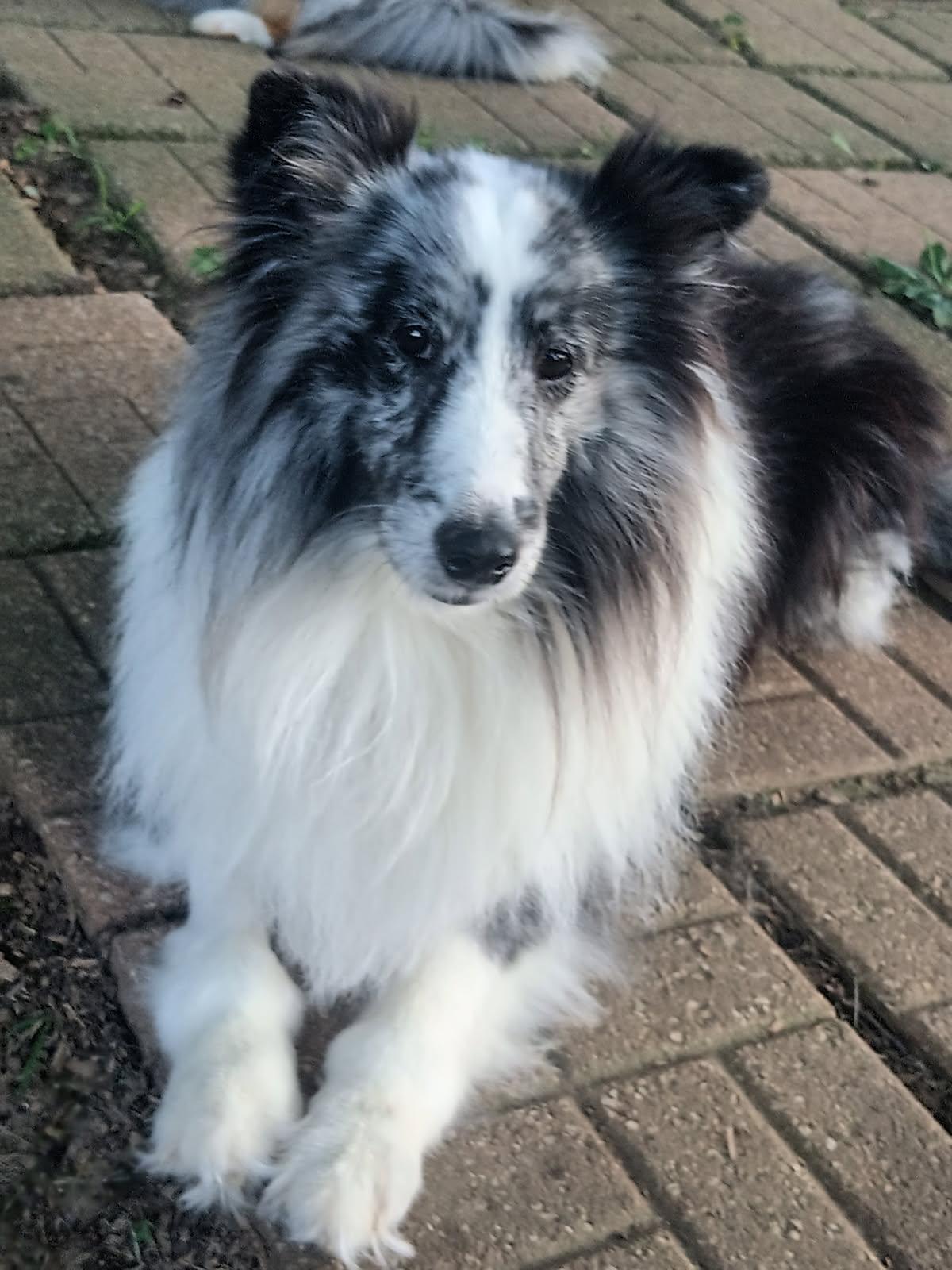Enlarge Shadow, a Adopted Shetland Sheepdog / Sheltie in Mission, KS image 3/3