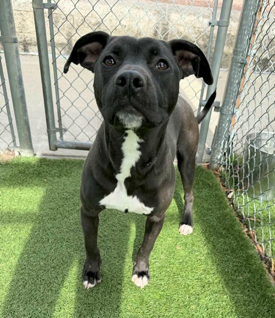 CHARCOAL, Adoptable, Adult Male Mixed Breed.