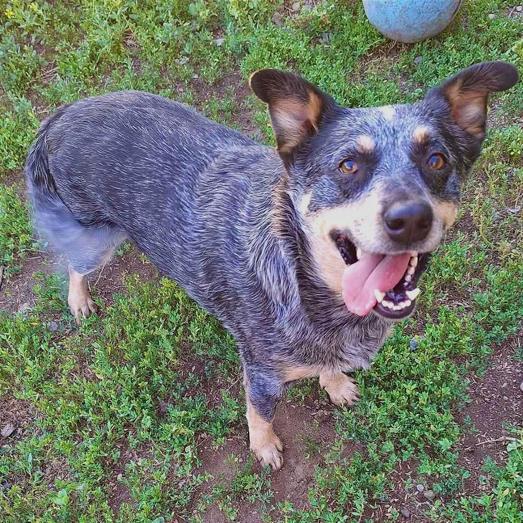 Lulu, Adoptable, Adult Female Australian Cattle Dog / Blue Heeler.