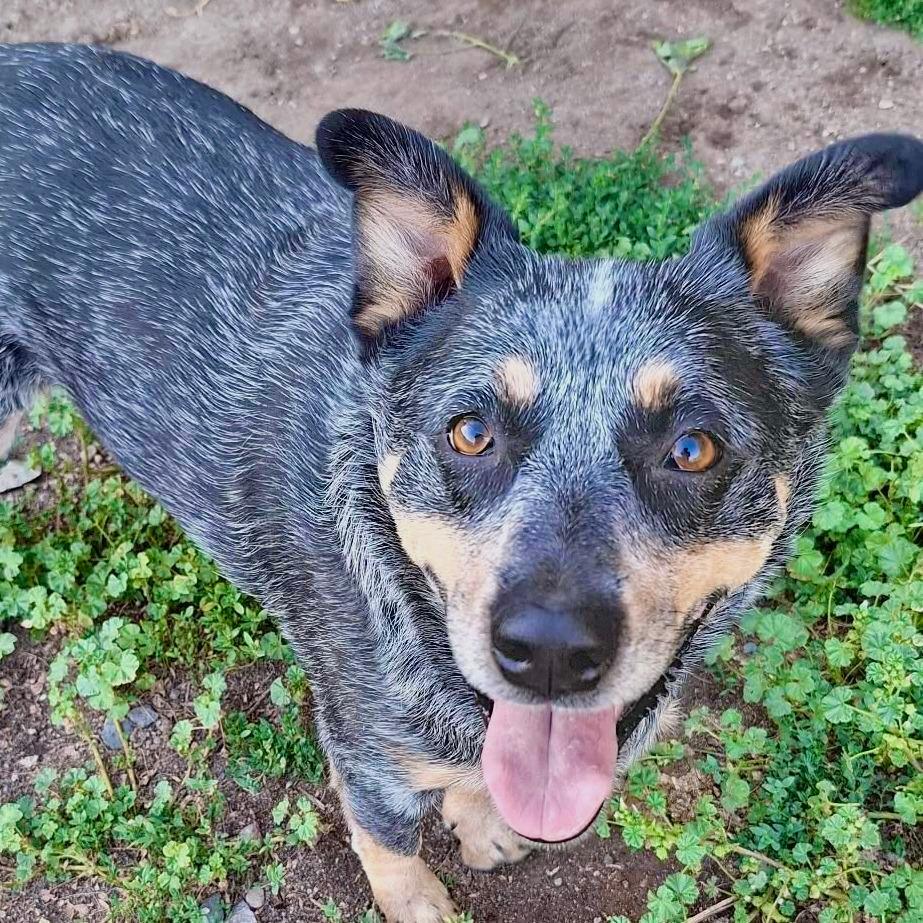 Lulu, a Adoptable Australian Cattle Dog / Blue Heeler in TONASKET, WA image 2/2