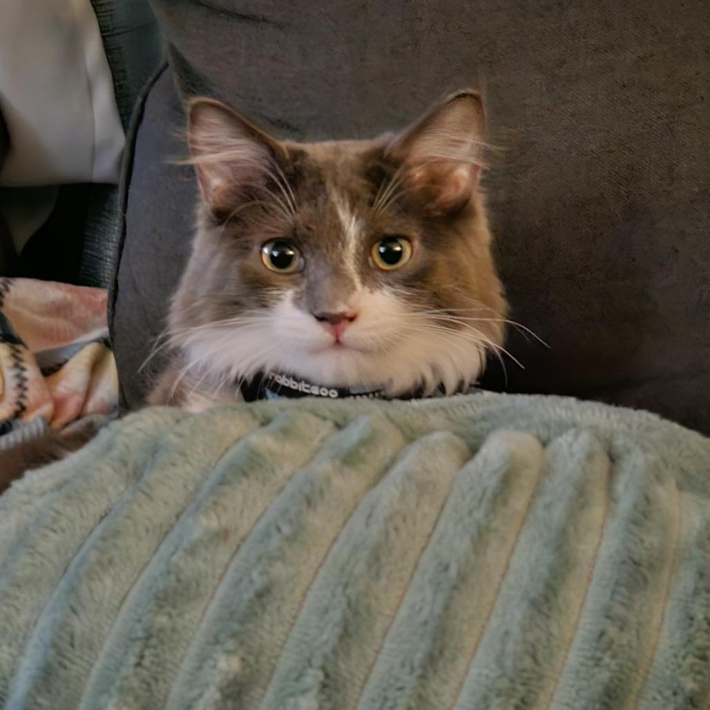 Felix, Adoptable, Young Male Domestic Long Hair.