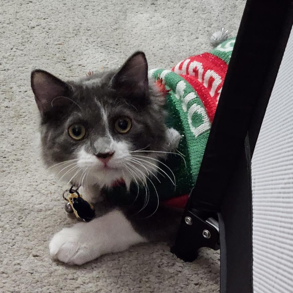 Enlarge Felix, a Adoptable Domestic Long Hair in Las Vegas, NV image 2/2