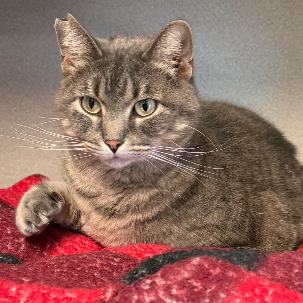 Acorn, Adoptable, Senior Female Domestic Medium Hair.