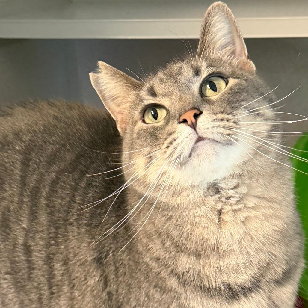 Enlarge Acorn, a Adoptable Domestic Medium Hair in Milford, IA image 2/4