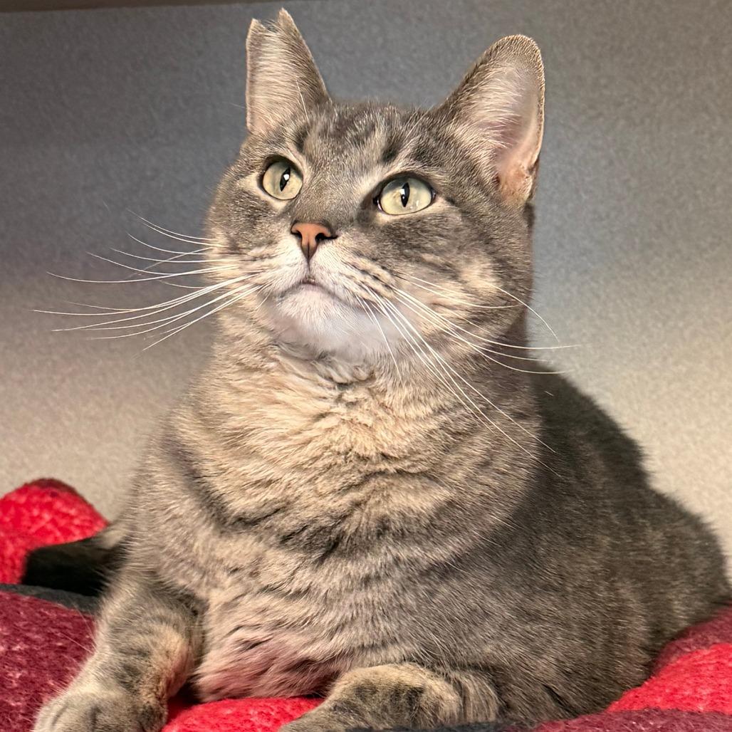Enlarge Acorn, a Adoptable Domestic Medium Hair in Milford, IA image 3/4