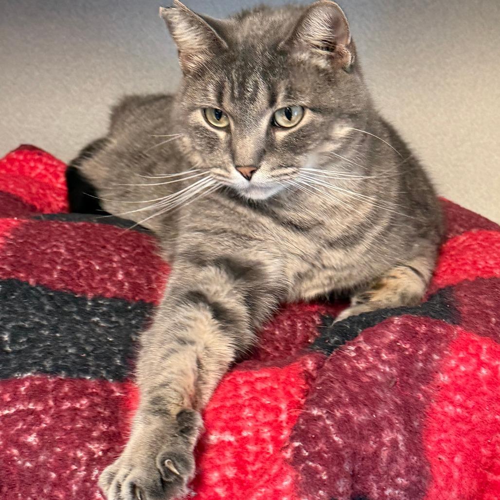 Enlarge Acorn, a Adoptable Domestic Medium Hair in Milford, IA image 4/4